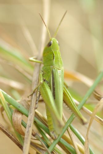 Réf. 198 383 : Chorthippus dorsatus dorsatus